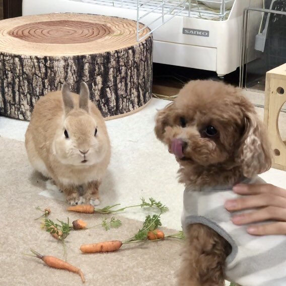 れおぴょんと一緒【うさぎトイプードル】 (@leo_0_pyon) / Posts / X