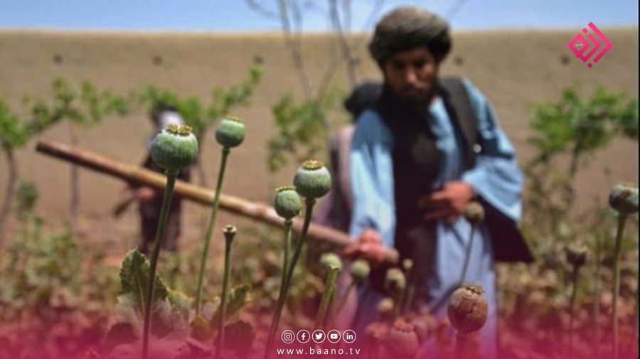 طالبان برای 27224 تن در هرات و نیمروز پول نقد و دانه توزیع می کند