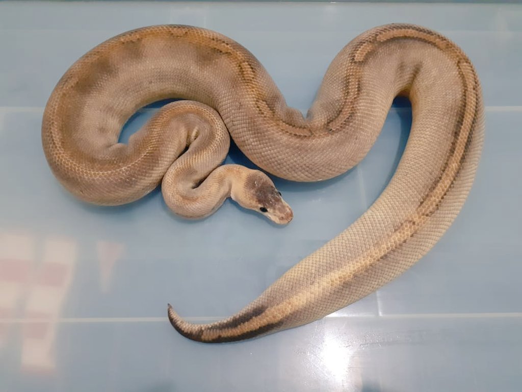 Siluman_Tom_cat's tweet image. Mom&apos;s Ballpython Champagne
#ballpythonmorph #ballpython #snake