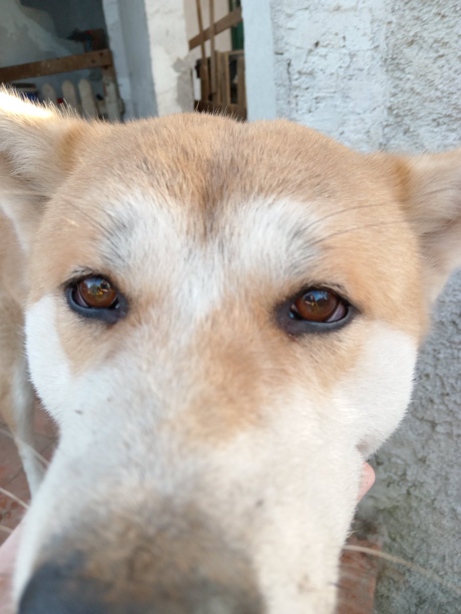 huskita_team's tweet photo. Buongiorno da Reiwa nasona. Oggi torno a rompere mio malgrado. @Thevoiceofcats ha bisogno di aiuto e se avesse il necessario prima che torni il muratore...sarebbe ottimo. Poi avrà solo 10gg! Inoltre ricordo che anche noi avremmo sempre bisogno di pappa e snack. Chi aiuta? Grazie https://t.co/PUfiaEShna