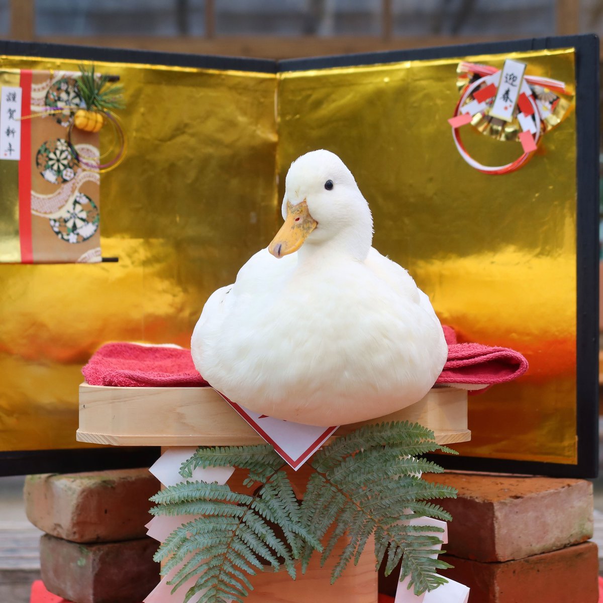 すっかり鏡もちが板についてきました。

#鏡もち　#コールダック