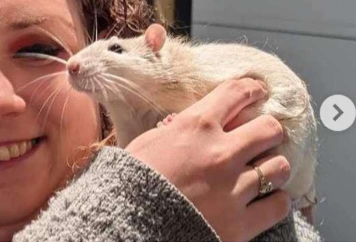 Vancouver Rat Club tweet media