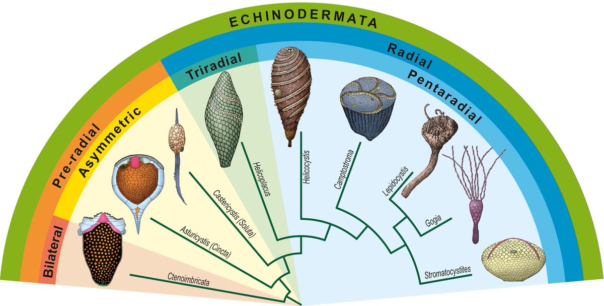 PhD project @NHM_London on the Cambrian explosion of echinoderms. Co-supervised by Andrew Meade and Chris Venditti @ReadingBioSci, @tim_ewin and @Frankie_Dunn_. Application deadline 25th February. Please get in touch! findaphd.com/phds/project/d…