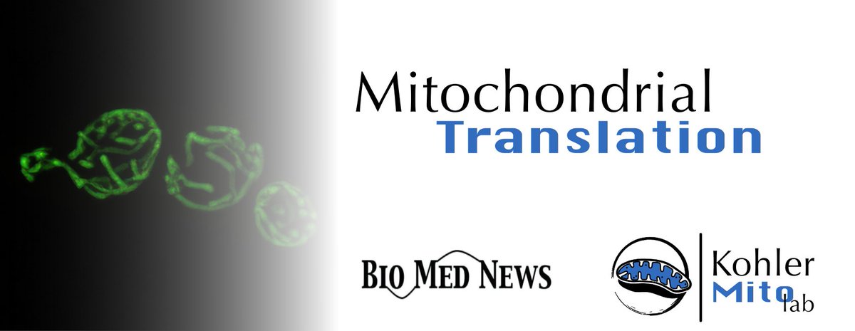 The latest publications on mitochondrial gene expression, mtDNA and mitochondrial translation, curated with the help of @Bims_BiomedNews

👉 biomed.news/bims-mitran/la…

#mtDNA #Mitochondria #GeneExpression #Mitoribosome #MitochondrialTranslation #KohlerMitoLab