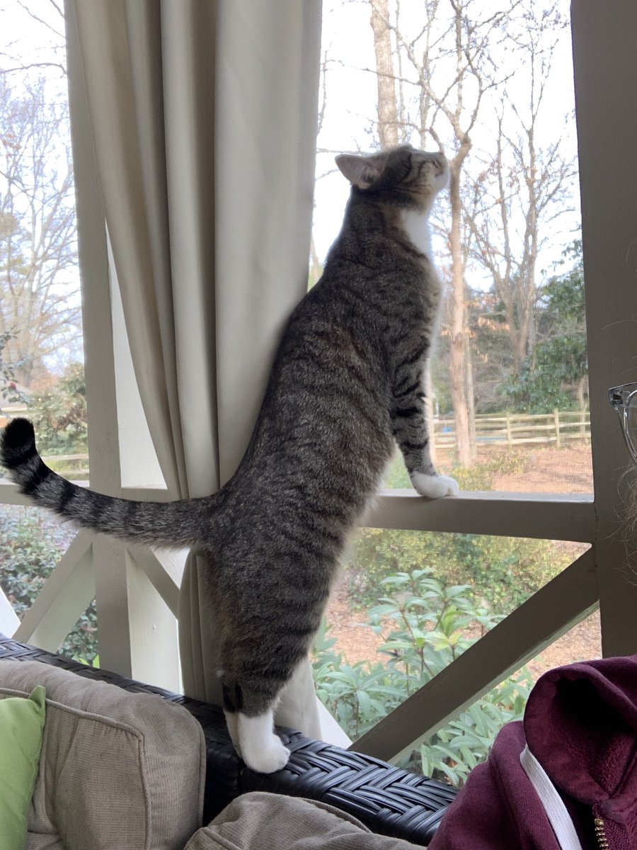 raspberrycat_'s tweet image. wowe!!! 🤩🤩🤩🤩 mine favorit show (screan windowe) imersive xpeereence at gandma gampa hous 😍😍😍 (holidae tripp)