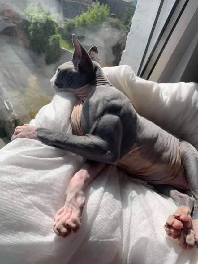 ScienceExplor_e's tweet image. House cat suffering from Myostatin-related muscle hypertrophy - a rare condition that causes muscles to grow excessively large