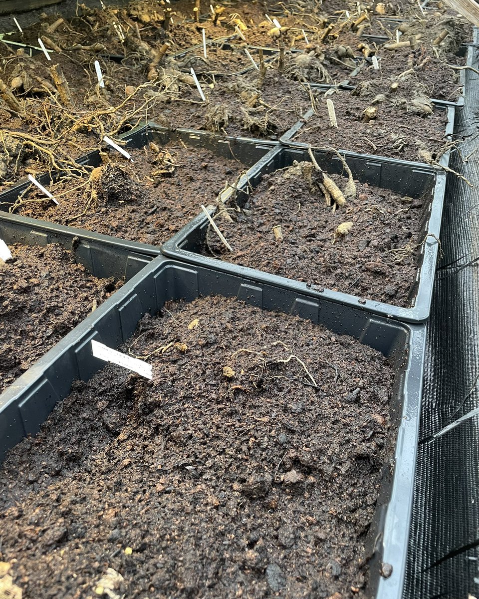 Just starting a few dahlias for cuttings. Here we go again!