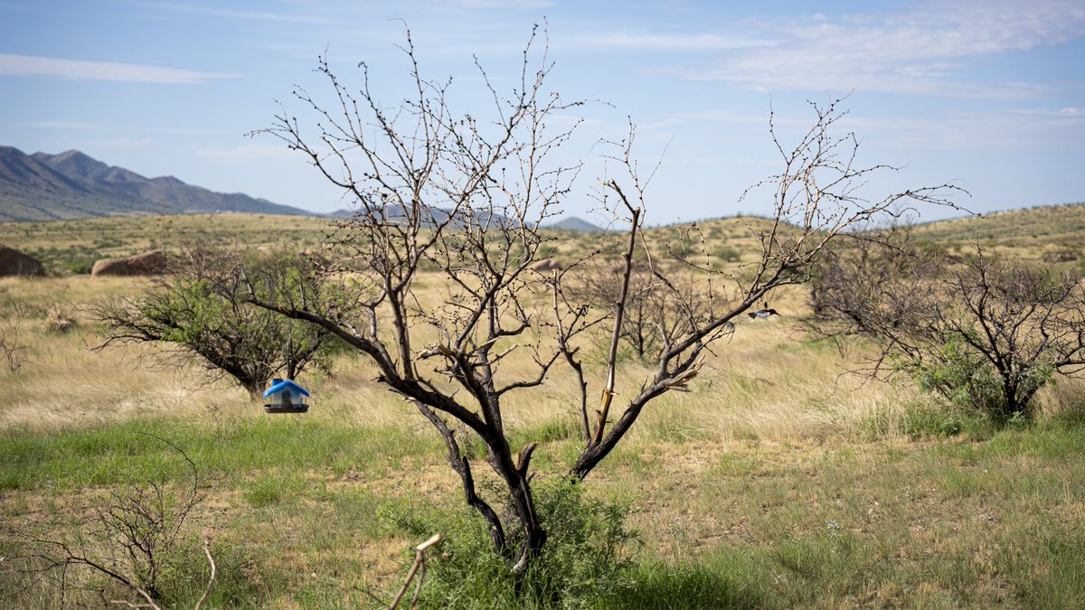 MauVisions's tweet photo. Dragoon, Arizona 

July 11, 2022

#dragoon #arizona #dragoonaz https://t.co/iFSjEGaS2P