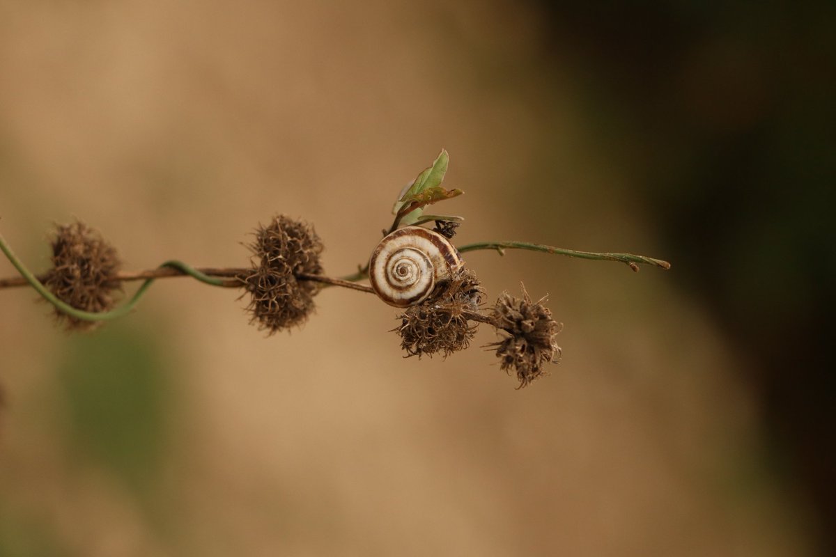 sepideh.hmiii tweet media