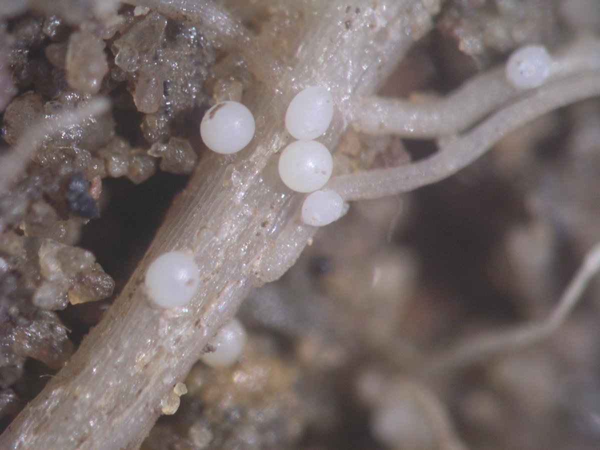 Urwin Lab Leeds (@urwinlab) on Twitter photo How do plant-parasitic nematodes regulate their food intake? Apply for a PhD with us and <a href="/Chris_Bell6/">Chris Bell</a> to investigate, using a range of molecular and microfluidic techniques. Deadline is January 7th. Open to international students. findaphd.com/phds/project/w… How do plant-parasitic nematodes regulate their food intake? Apply for a PhD with us and <a href="/Chris_Bell6/">Chris Bell</a> to investigate, using a range of molecular and microfluidic techniques. Deadline is January 7th. Open to international students. findaphd.com/phds/project/w…