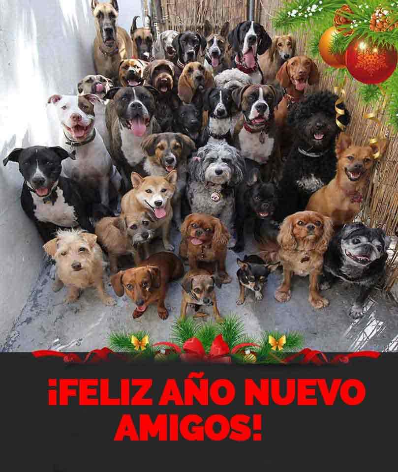 #felizanonuevo2024 tenemos muchos que esperan por un hogar 🏠 no te quedes sin adoptar 
#AdoptaNoCompres