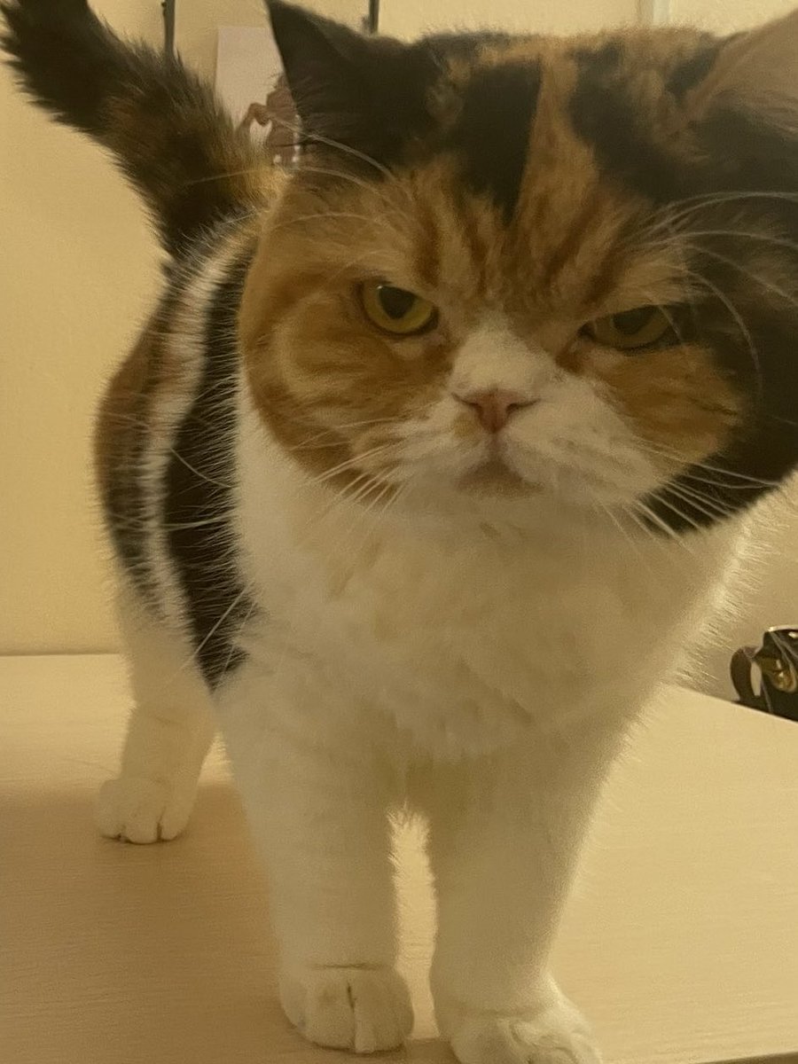 hope this funny chunky cat from thai twitter @yayee2548 can heal