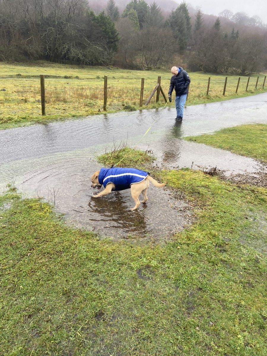 cathyswales's tweet image. Today was a very wet pawtrol! My river has grown IMMENSELY!! I wasn’t allowed in it but there was loads of puddles to run through!! @ZombieSquadHQ #wetday #puddles #splishsplash