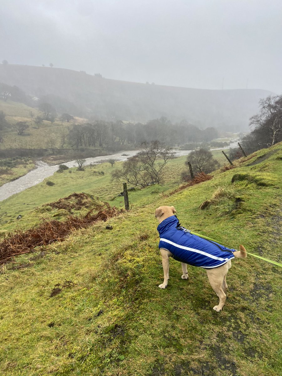 cathyswales's tweet image. Today was a very wet pawtrol! My river has grown IMMENSELY!! I wasn’t allowed in it but there was loads of puddles to run through!! @ZombieSquadHQ #wetday #puddles #splishsplash