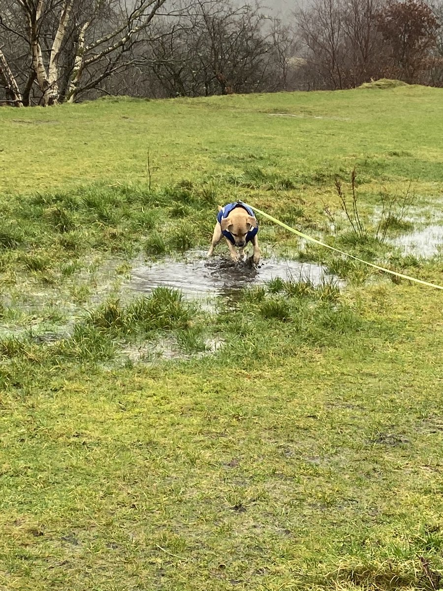 cathyswales's tweet image. Today was a very wet pawtrol! My river has grown IMMENSELY!! I wasn’t allowed in it but there was loads of puddles to run through!! @ZombieSquadHQ #wetday #puddles #splishsplash