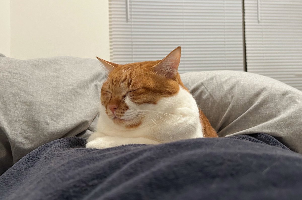 私の股の間で寝る猫、暖かいし可愛いんやけど、ねぇ、何重顎なんそれそして肉なん？毛並みなん？ずっとダイエットフードなのになんでそんなにもっちゃりなん？なんで6.2kgもあるん？獣医さんにこの大きさ、何の猫ですかって聞かれて私が知りたいよって思ったよね。