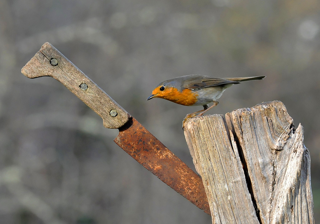 blistdotcc's tweet photo. "Yon missed!"

Stunning shot by Denis Cauchoix
Please check their Flickr for more mind-blowing photos: https://t.co/MtGJ1Lk4J3

#bird #birdphotography #birdplanet #birdphoto #birds #birdsofinstagram #birdlover #nature #naturephotography #photography https://t.co/Eq1dKVU6Cf