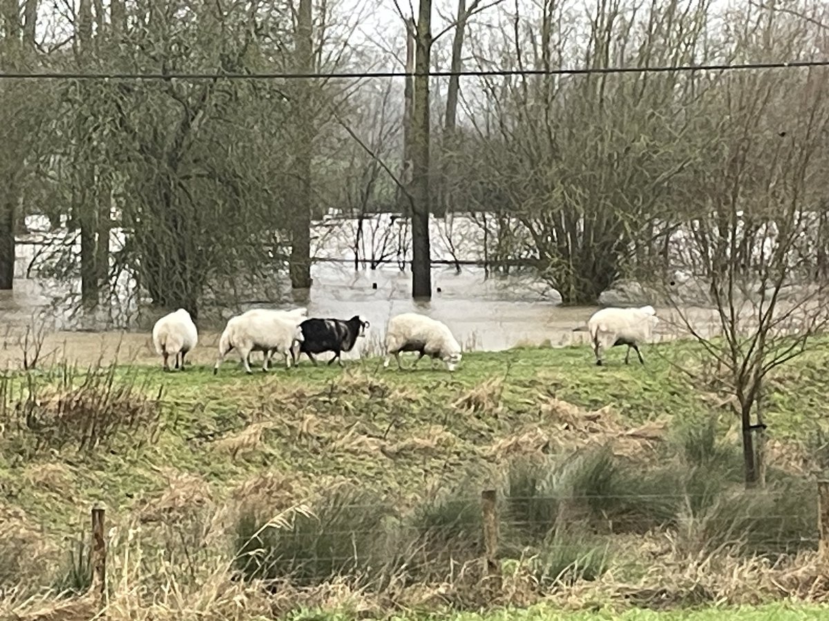 DeTurckJannick's tweet photo. Wachtbekken in Smeerebbe-Vloerzegem  bereikt stilaan maximum capaciteit

#vrtweer https://t.co/lyHSYe4LWw