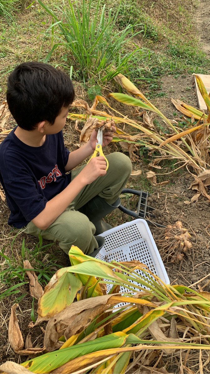 BrightBirdBio's tweet image. 橙色薑黃

在元旦假期終於能抽到時間把薑黃 (turmeric) 收成，這也全賴有個小農夫幫忙。

這些薑黃的肉是橙色，和平時見到黃色的不同，就是在四年前一位馬來西亞CSA會員從家鄉帶來給我的，所以就算去到其他地方，也一直把薑種留在身邊保留着。

brightbirdbio.com/?p=3335