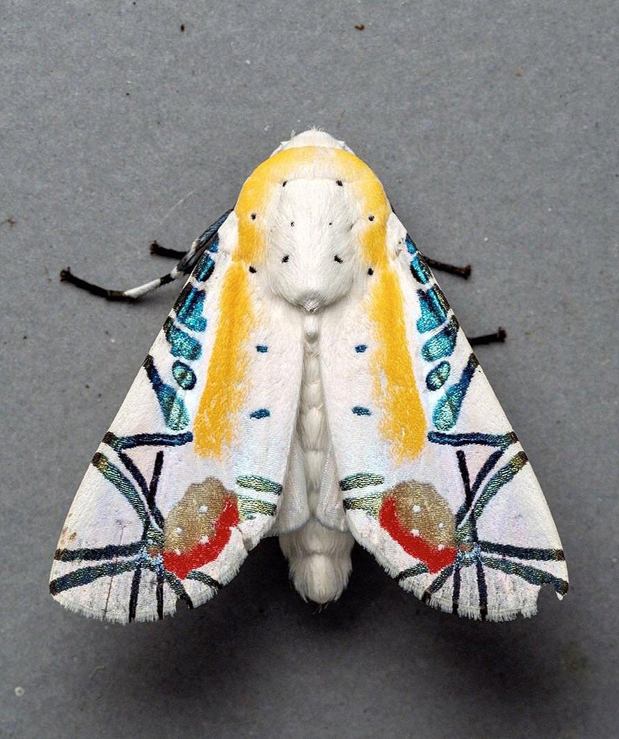 freemonotheist's tweet image. #NoDesign🙄 the Picasso Moth (yes it is real)