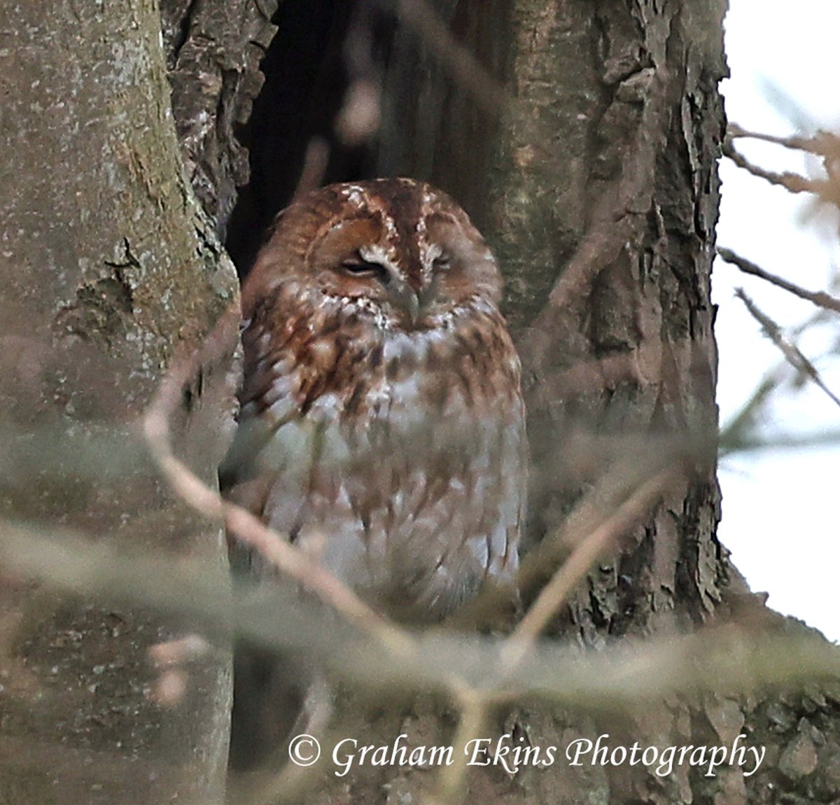 Brilliant Jan 1st in Essex with 89 birds+great to see many friends;sites-Stone Pt; Abb. Res; Newcomen Way; Fennes Est, Boreham P. Highlights: Snow Buntings, Velvet Scoter, Glaucous Gull juv (thanks Steve), Smew, Waxwing &amp; T. Owl.<a href="/Essexbirdnews/">EBwS Bird News</a> #Wildlifephotography #Birdsoftwitter