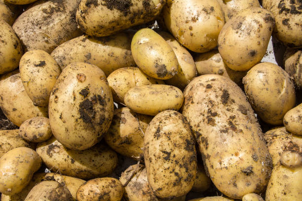 FOOD Sitoowa tweet media