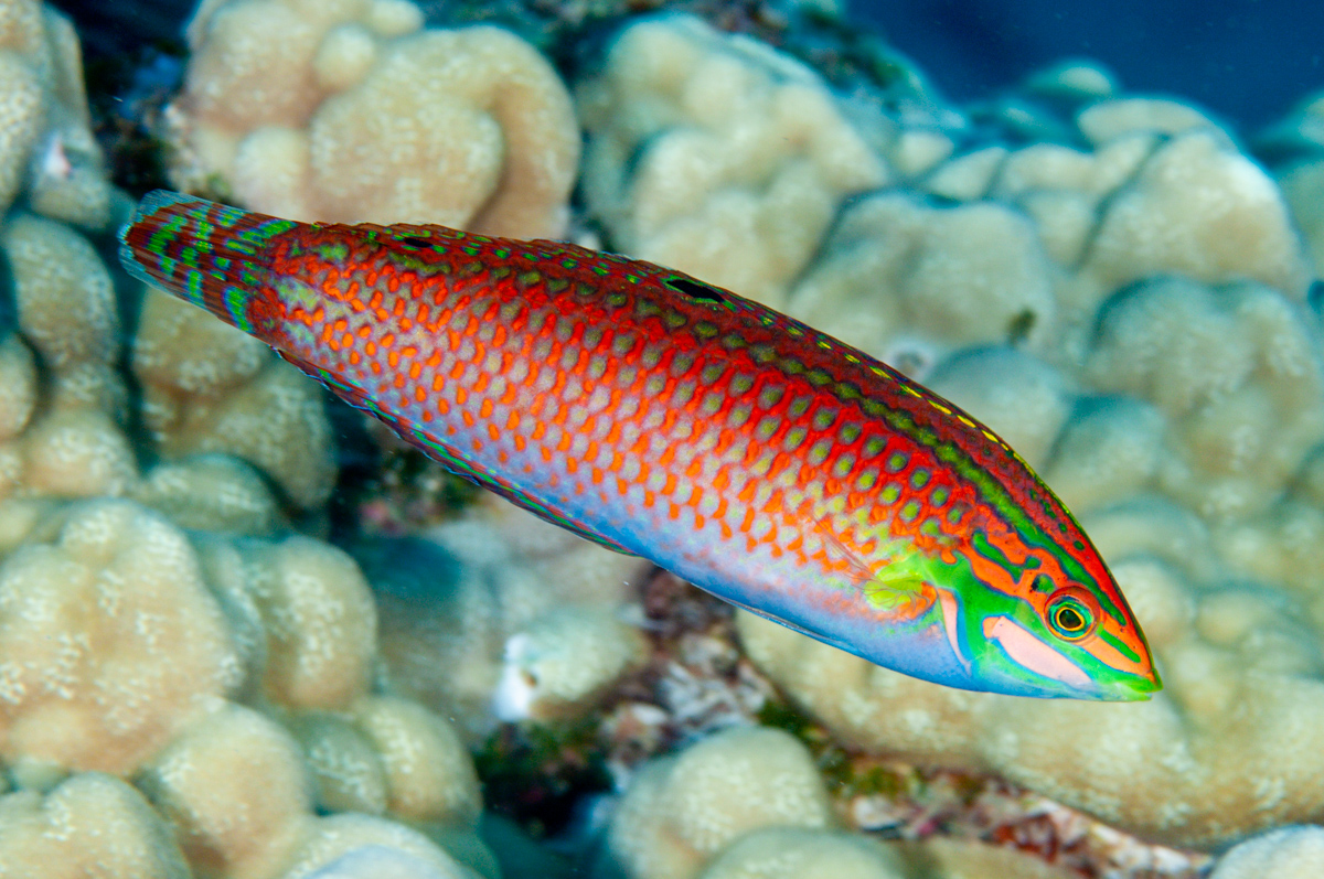 LewisPughFDN's tweet photo. It's #WrasseWednesday and we're honouring Halichoeres ornatissimusโa type of Christmas wrasse. This tropical reef fish is endemic to Hawaii and named for its green and red colour pattern ๐ธ๐๐ #12DaysofMerriment
๐ธ: Luiz Rocha https://t.co/xPrT6wRe44