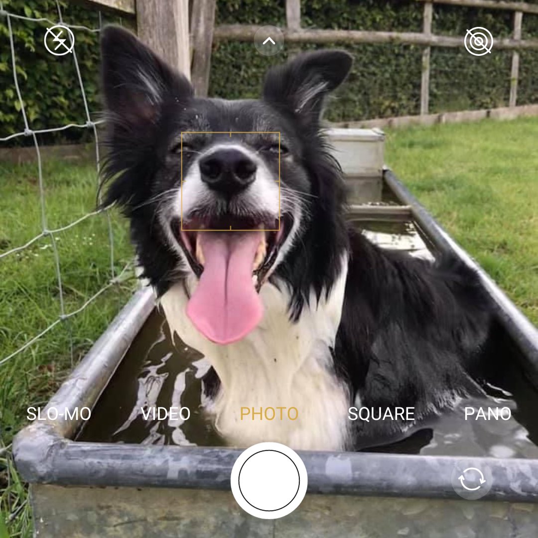 #FactFriday Did you know that a well-trained dog can save a farmer a lot of effort when working with sheep?🐑🐕

Nearly every sheep farmer in the UK will have a dog to assist them in their daily tasks. It is a highly specialised job with tremendous trust, skill and responsibility