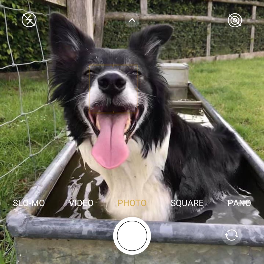 #FactFriday Did you know that a well-trained dog can save a farmer a lot of effort when working with sheep?🐑🐕 Nearly every sheep farmer in the UK will have a dog to assist them in their daily tasks. It is a highly specialised job with tremendous trust, skill and responsibility