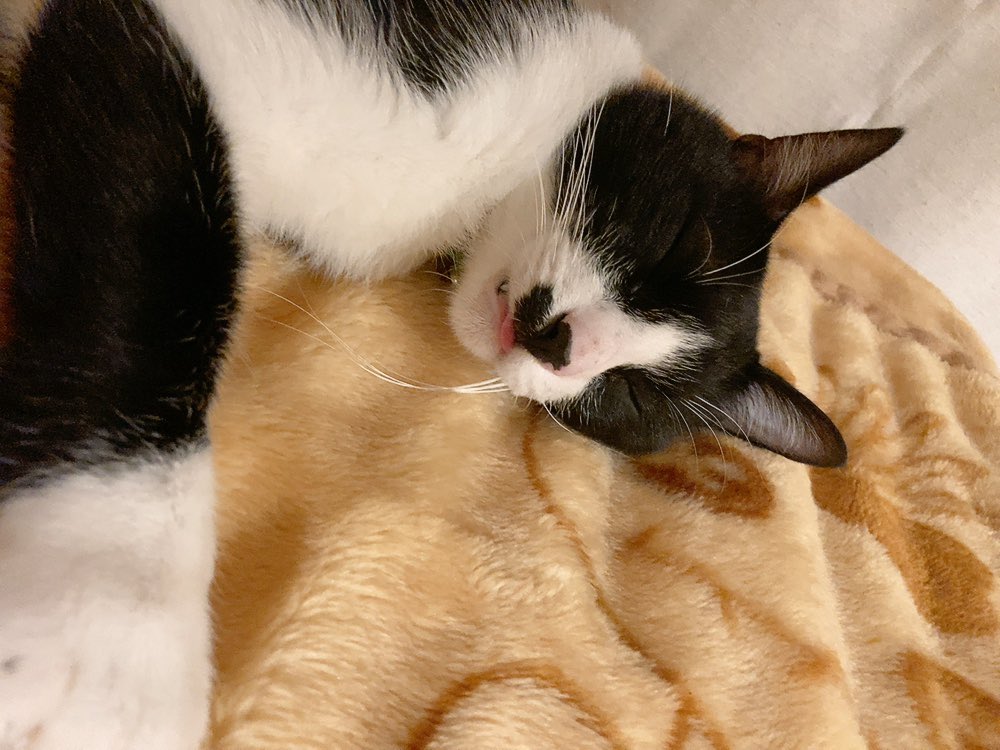 HoGoNeKo_MaRo's tweet photo. 寝正月な猫たち🎍

#保護猫
#ねこのいる幸せ https://t.co/EhusWKFQs6