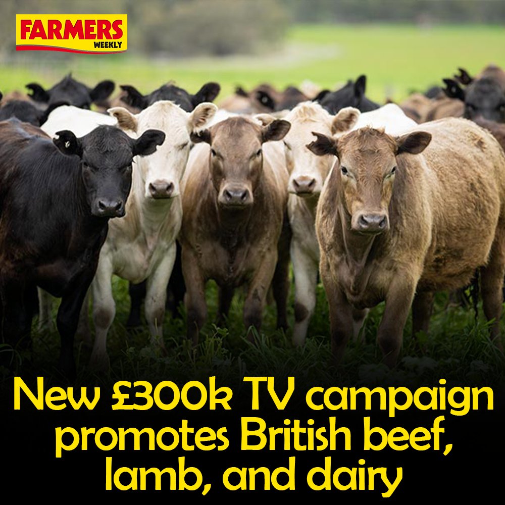 FarmersWeekly's tweet photo. 📺 @TheAHDB is aiming to reach an audience of 42 million adults with a new television campaign which encourages eating red meat and dairy as part of a balanced diet.

Read more: https://t.co/VVzX53VOZW https://t.co/7VwbqhMnF6