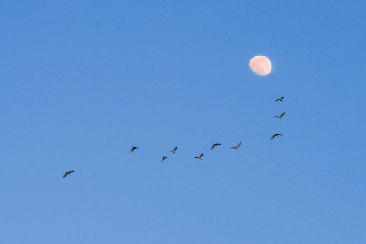 akinecoco987's tweet image. お空の物語。