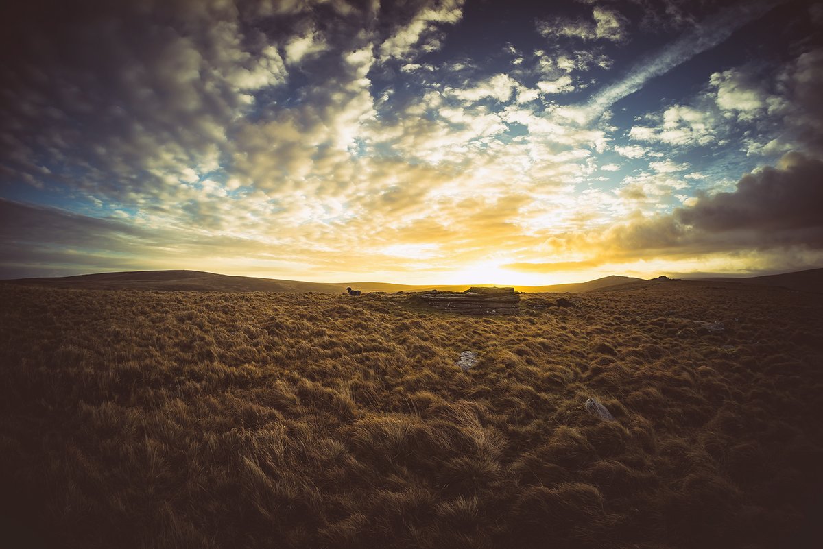 GlavindStrachan's tweet photo. #Sheep enjoying the #sunrise between #HigherTor and #OkeTor on New Years Day on #Dartmoor π· https://t.co/czQVR7POJw