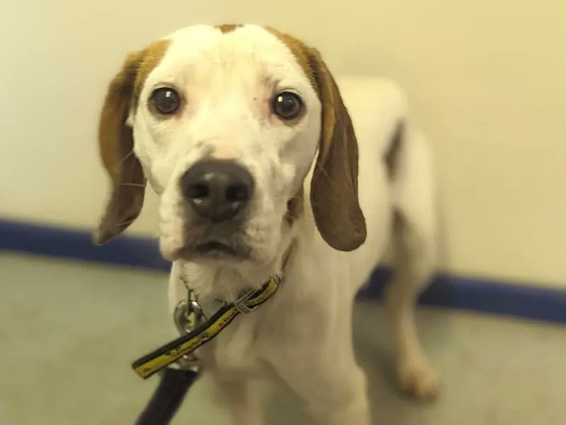 Please retweet to help Baxter ind a home #HAREFIELD #LONDON #UK Shy Beagle aged 2-5. He must live with another confident dog, he can live with cats and other animals and children aged 12+ 😺✅ DETAILS or APPLY👇 dogstrust.org.uk/rehoming/dogs/… #dogs #Beagle #AdoptDontShop…