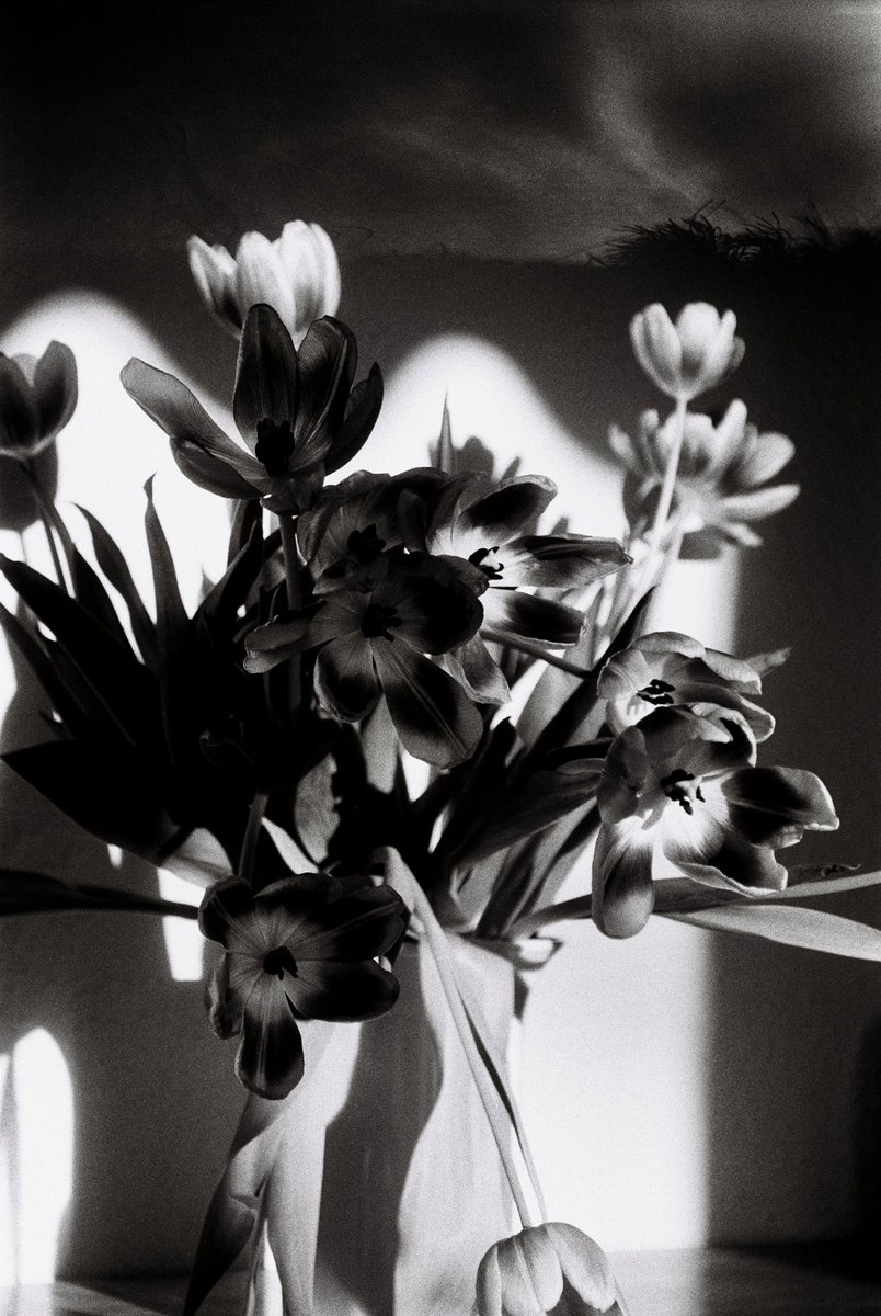 alldnr's tweet photo. contraste 🌷 #31themesAnalogChallenge https://t.co/YrYtQce1rP