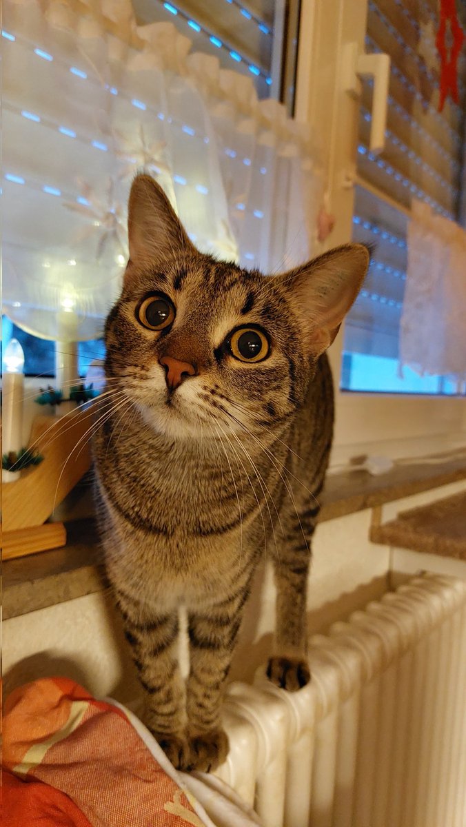 Seit dem 3.11.23 wohnt die liebe Susi bei uns. #Katzen #KatzenausdemTierheim #KatzenhilfeKarlsruhe