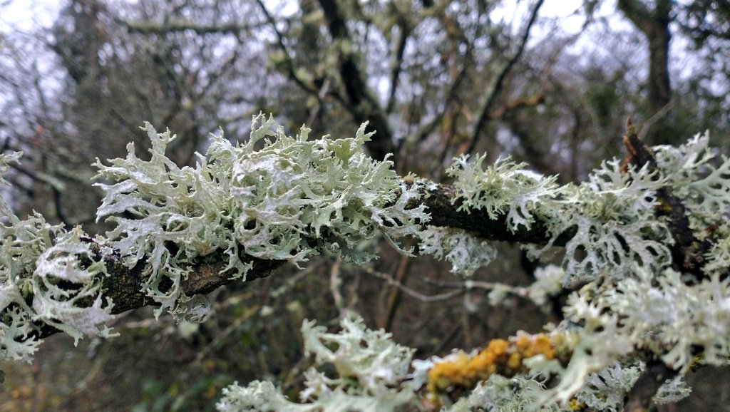 A branch  of oak moss, like a tiny coral reef 😊 #lichen #lichenology #nature #wildlife #tuesdayvibe #winter