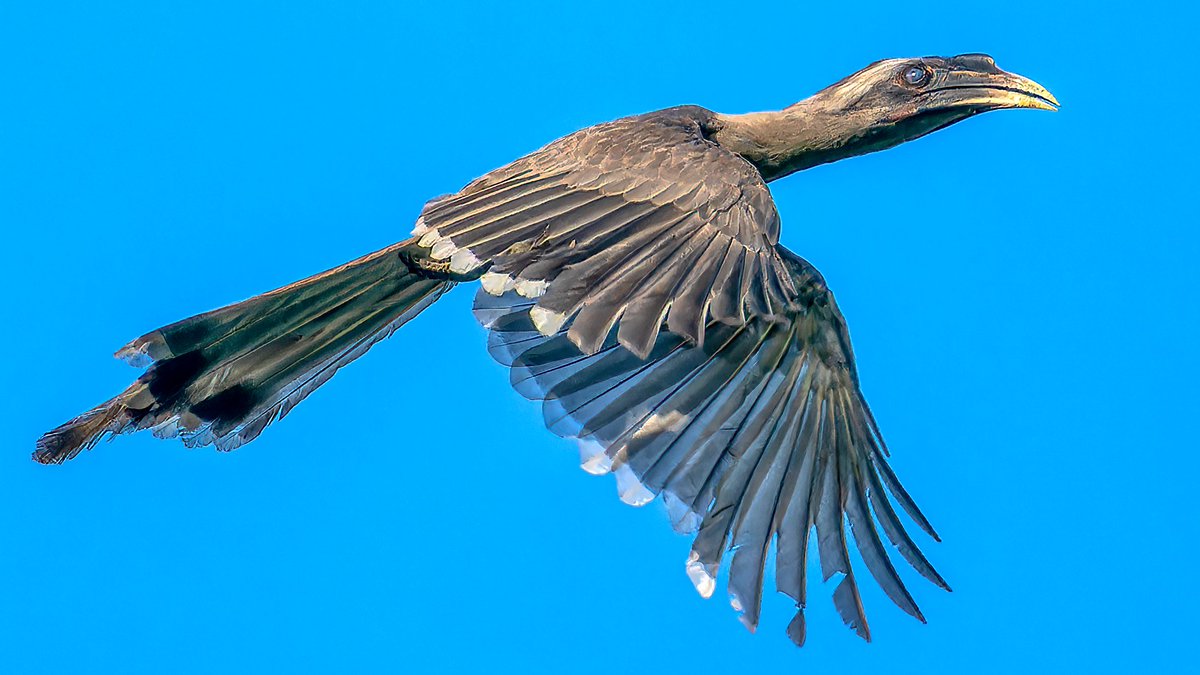 'Forget airplanes, I'm booking a ride on a hornbill next time. Freedom redefined!'
#IndiAves #TwitterNatureCommunity #ThePhotoHour #Twitterbirds #BirdsOfTwitter #BBCWildlifePOTD #birdsinflight #dreamflight #birdsinindia #kotdwar #BirdsSeenIn2023 #greyindianhornbill #hornbills