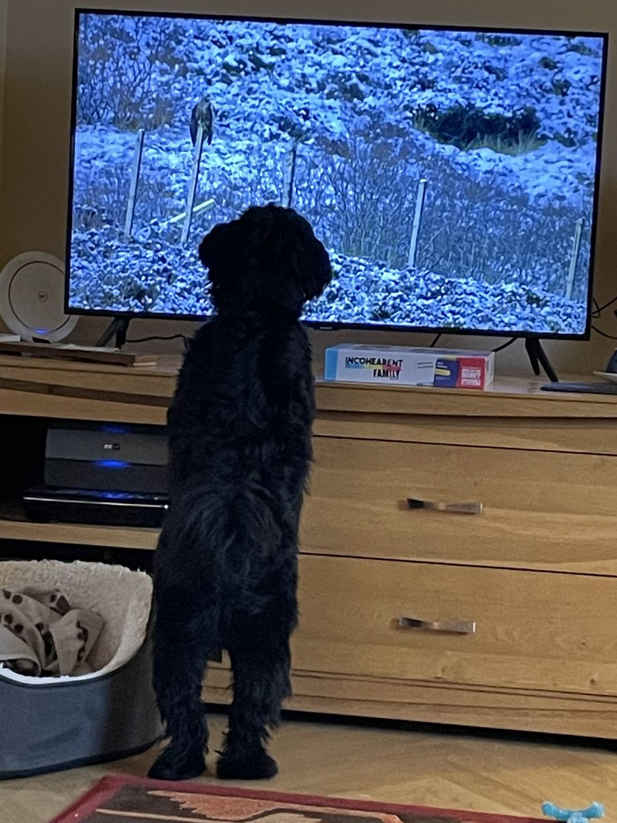 Gus watching the wildlife piece on <a href="/BBCMorningLive/">BBC Morning Live</a>