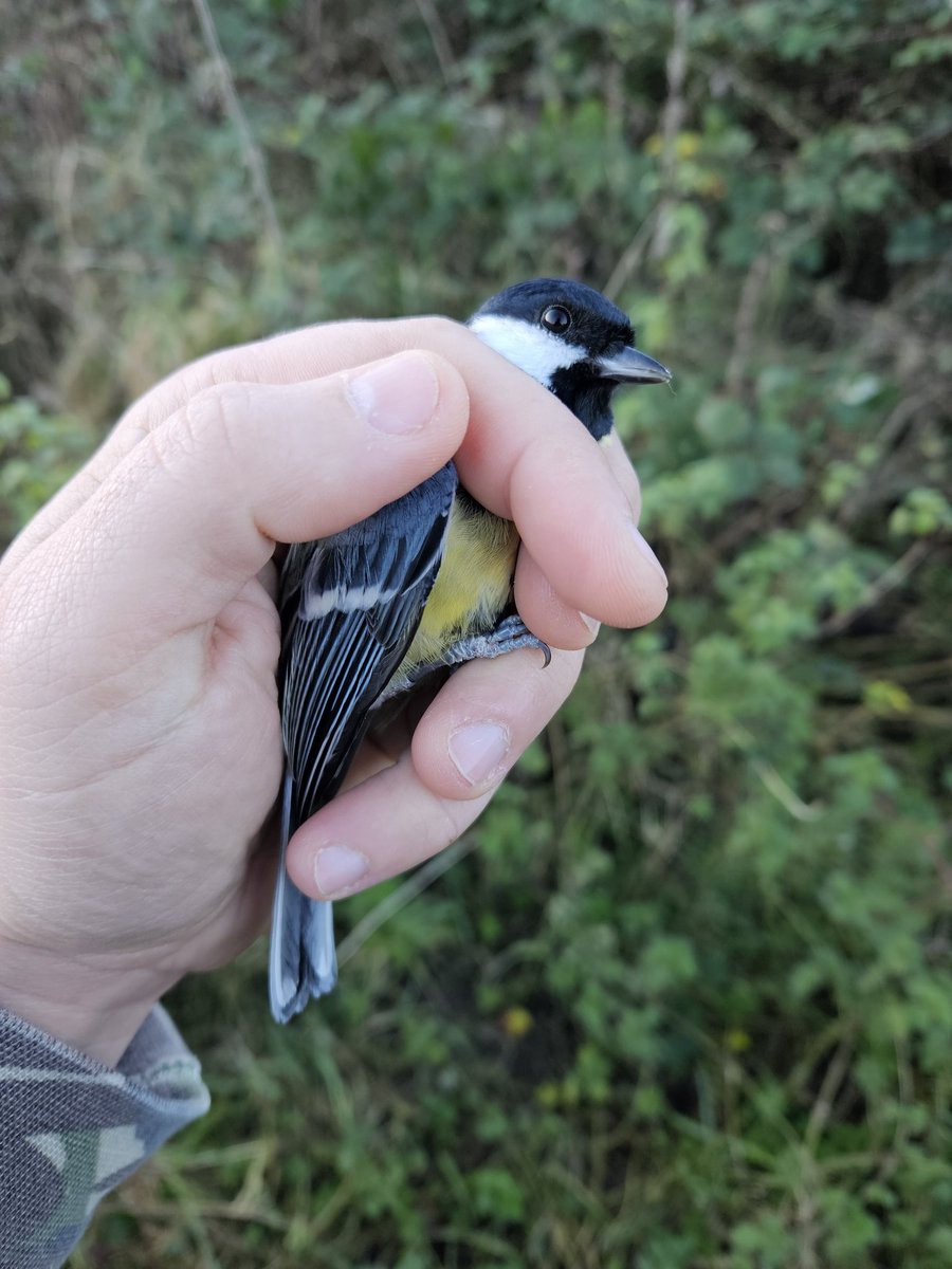 CJBridge's tweet image. The first bird of 2024 ringed yesterday, this lovely great tit (Parus major). Make sure you keep your feeders topped up and clean along with a clean fresh supply of water #greattit #ringing #scrub
