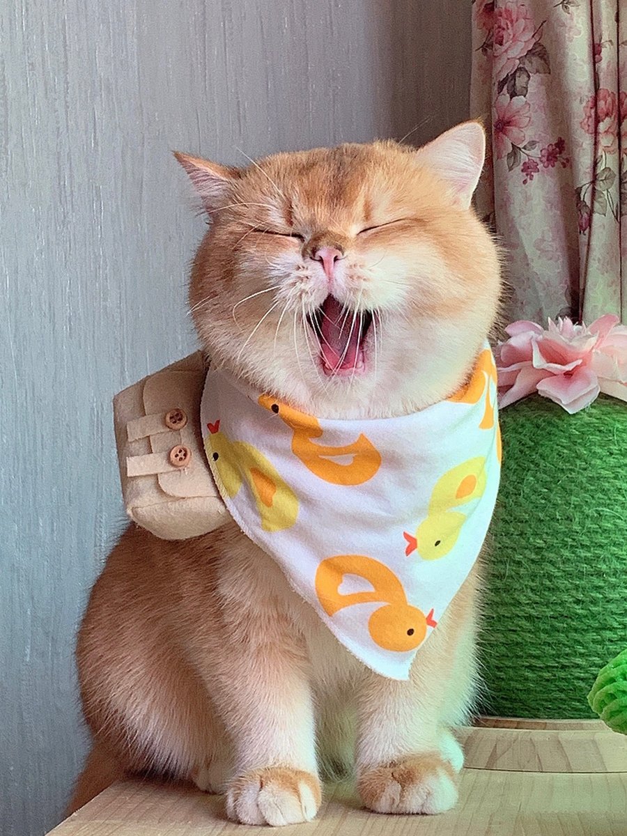 umbrawolves's tweet image. Good morning🥰