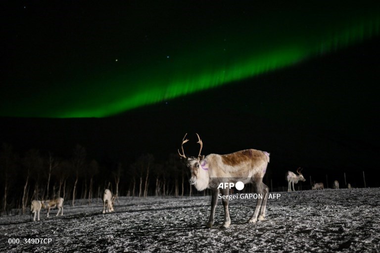 AFPphoto's tweet photo. #Norway - Northern lights or aurora borealis illuminate the sky above a Sami camp.
📸 Sergei Gapon #AFP https://t.co/gn03hIudT5