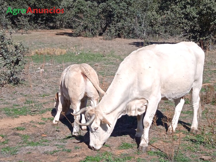 51 Vacas nodrizas
Para más información clica ⤵️
🌐 qrcd.org/48Xs
#vacas #ganaderia #vacasnodrizas