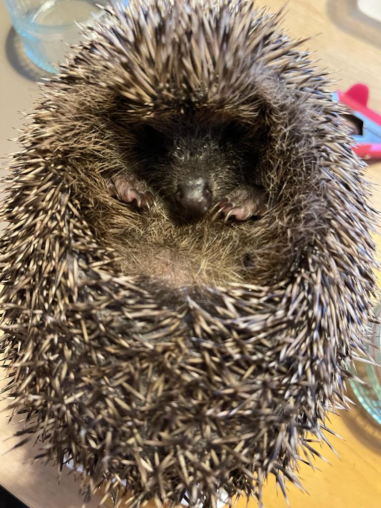 Update: Mr Prickles was admitted on 27/10 weighing just 188g.  He's now healthy, a suitable weight and ready for release (when the weather allows!).
#hedgehog #wildlife #rescue #release #Weather #rain #healthy #hedgehogs #pricklypals