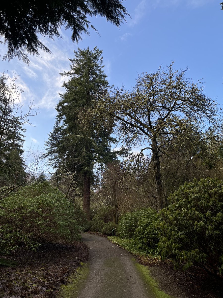 Dawyck Botanic Garden (@dawyck) on Twitter photo It has not been the brightest or driest start to 2024 here at <a href="/dawyck/">Dawyck Botanic Garden</a>
We reopen on the 1st of February at 10am, we look forward to welcoming you back. In the meantime, here are a few photos of our spectacular living collection. As always the pics were taken in the last 3 days. It has not been the brightest or driest start to 2024 here at <a href="/dawyck/">Dawyck Botanic Garden</a>
We reopen on the 1st of February at 10am, we look forward to welcoming you back. In the meantime, here are a few photos of our spectacular living collection. As always the pics were taken in the last 3 days.