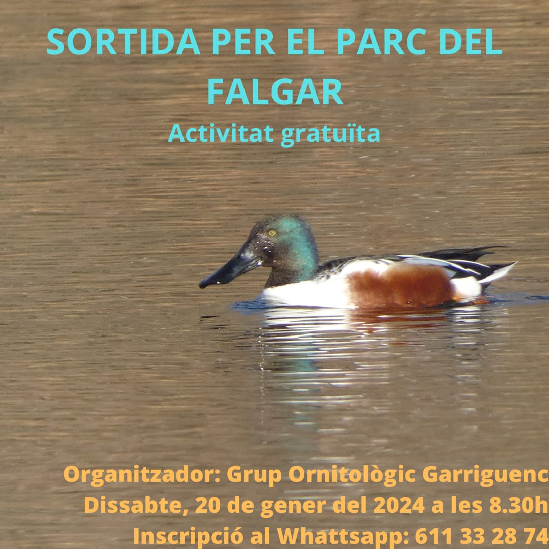 El dissabte 20 de gener anem al Falgar a buscar típics ocells hivernats o nidificants com durbecs, lluers, xarxets, repicatalons i altres... T'hi apuntes?