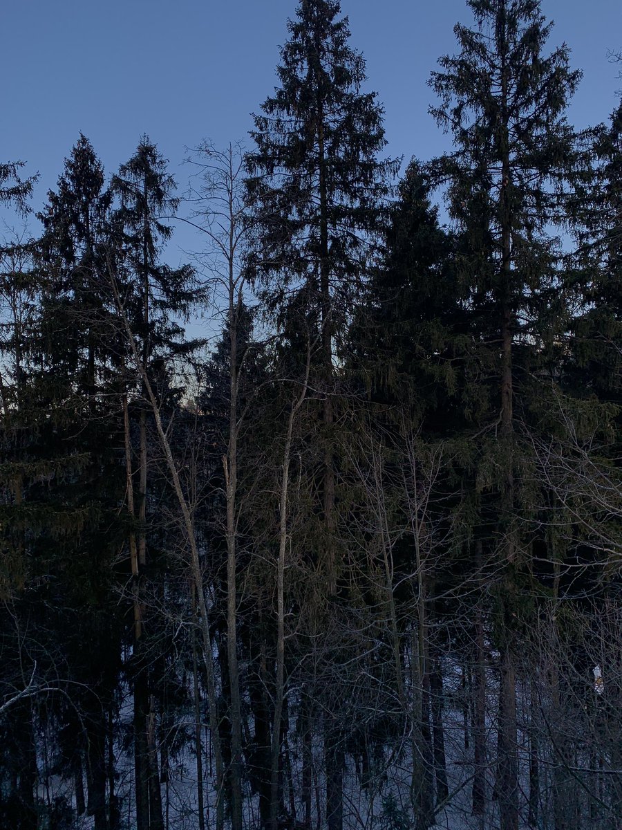 стеной зеленой окружили меня ели, над ними облако висело неподвижно. но птицы почему-то здесь не пели, а может пели, но мне не было их слышно. 
тогда ж над старою могилой, с блестящей тростью золотой, в обличье всей нечистой силы — возник никто, и никакой!
