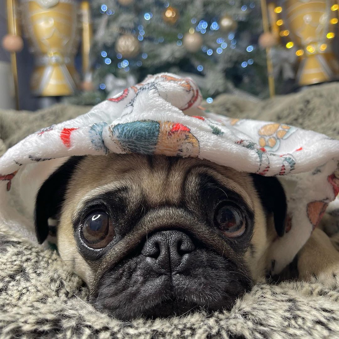 little_lil_pug Anyone else still trying to work out what day it is , who you are and what you’re meant to be doing ? 💕 #ThatAwkwardBitInbetweenCHristmasAndNewYear #twixmas #christmasandnewyear #christmaschill