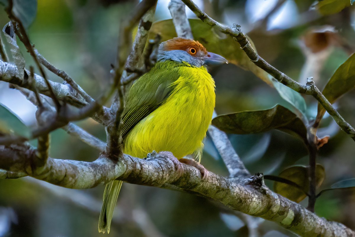 mitoGFP's tweet photo. White-winged Becard and Rufous-browed Peppershrike #BirdsSeenIn2023 #birdphotography #sonyA1 #birdwatching #wildlifephotography #panama #BirdTwitter #birding #BirdsOfTwitter #canopylodge @inaturalist #panamabirds #birdsofpanama https://t.co/edcguLVPFa