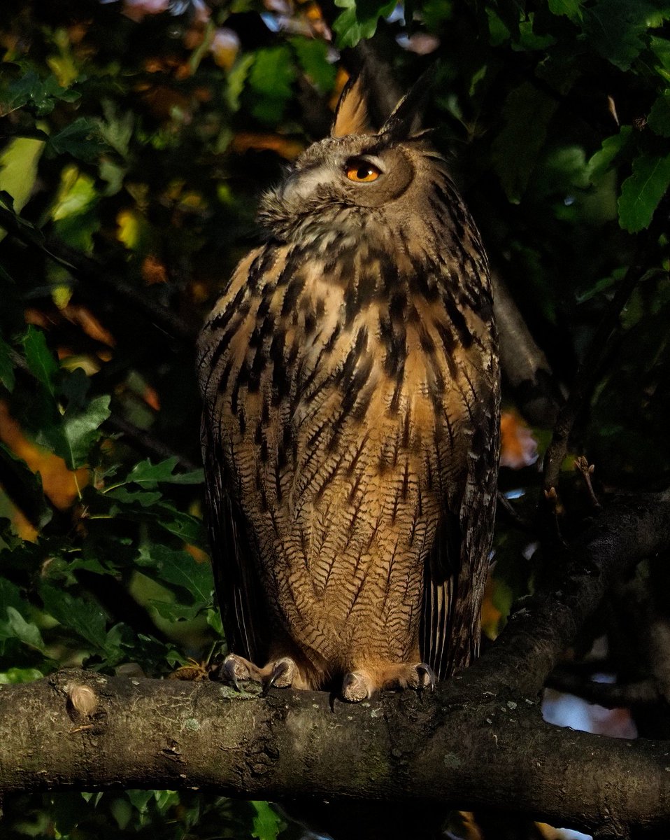 Above96th's tweet photo. Eleven months ago today, Flaco escaped the Central Park Zoo where he had lived in a small enclosure for most of his 13 years. Since then, he has enthralled New Yorkers with his ingenuity, resilience and love of freedom. Here's to you in 2024, Flaco! 🧵❤️🎉❤️ #Flaco #CentralPark https://t.co/r9Jt6n6YEg